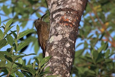 White-throated Woodcreeper - Xiphocolaptes albicollis