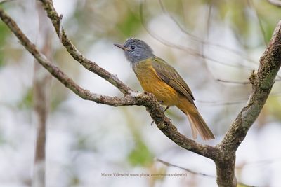 Gray-hooded Flycatcher - Mionectes rufiventris