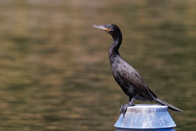 Neotropic cormorant - Phalacrocorax brasilianus
