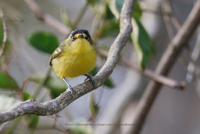 Gray-headed Tody-Flycatcher - Todirostrum poliocephalum