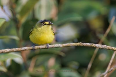 Gray-headed Tody-Flycatcher - Todirostrum poliocephalum