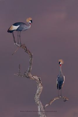 Grey-crowned Crane - Balearica regulorum