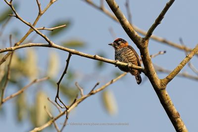 Ochre-collared Piculet - Picumnus temminckii