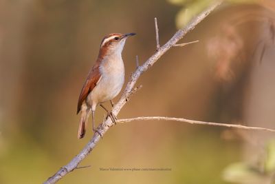 Wing-banded Hornero - Furnarius figulus