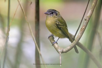Yellow-olive Flycatcher - Tolmomyias sulphurescens