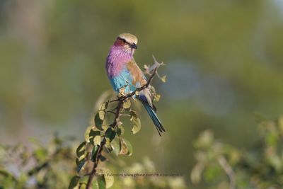 Lilac-breasted Roller - Coracias caudata