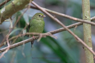 Swallow-tailed Manakin - Chiroxiphia caudata