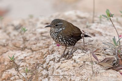 Sharp-tailed Streamcreeper - Lochmias nematura