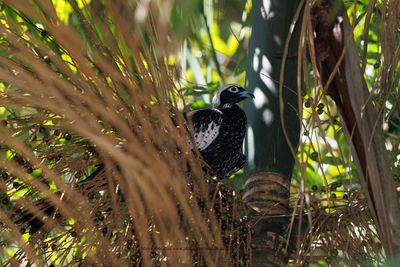 Black-fronted Piping-Guan - Pipile jacutinga