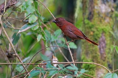 Red-crowned Ant-Tanager - Habia rubica