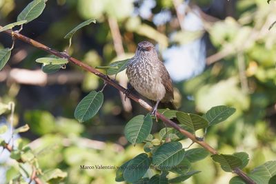 Arrow-marked babbler - Turdoides jardinei