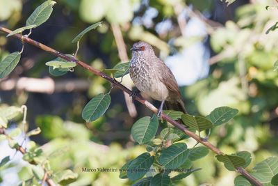 Arrow-marked babbler - Turdoides jardinei