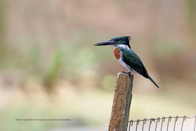 Amazon kingfisher - Chloroceryle amazona