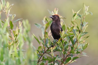 Flame-crested Tanager - Loriotus cristatus