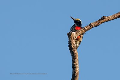 Yellow-tufted Woodpecker - Melanerpes cruentatus