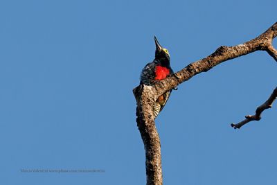 Yellow-tufted Woodpecker - Melanerpes cruentatus