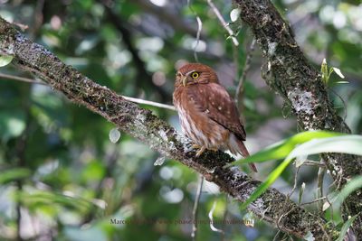 Ferruginous Pigmy-owl - Glaucidum brasilianum