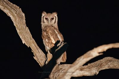 Verreaux's Eagle-owl - Bubo lacteus