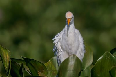 Western Cattle egret - Bubulcul ibis