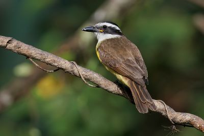 Great Kiskadee - Pitangus sulphuratus