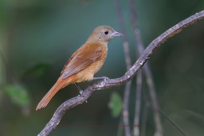 Ruby-crowned tanager - Trachyphonus coronatus