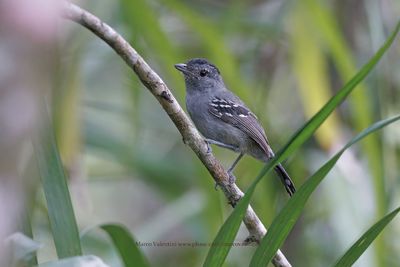 Variable Antshrike - Thamnophilus caerulescens