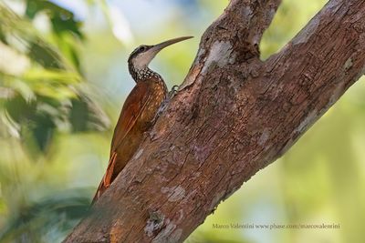 Long-billed Woodcreeper - Nasica longirostris