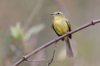 Yellow Tyrannulet - Capsiempis flaveola