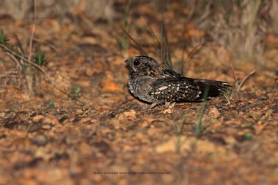 Little Nightjar - Setopagis parvula