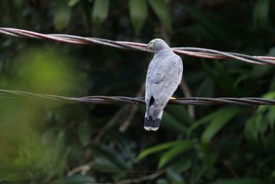 Hook-billed Kite - Chondrohierax uncinatus