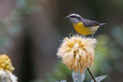 Bananaquit - Coereba flaveola