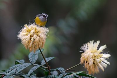 Bananaquit - Coereba flaveola