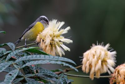 Bananaquit - Coereba flaveola