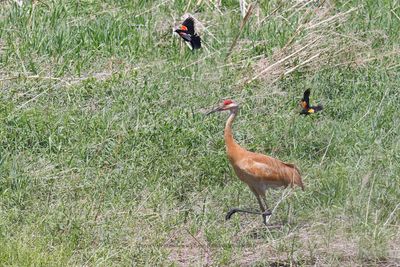 Sandhill crane - Antigone canadensis