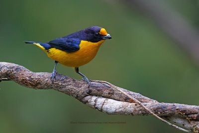Violaceous Euphonia - Euphonia violacea