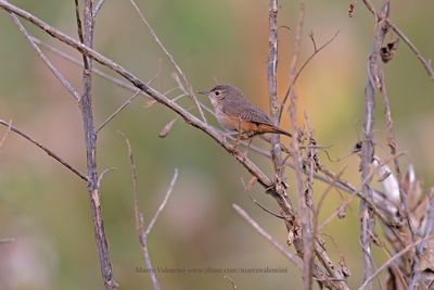 House Wren - Troglodytes aedon