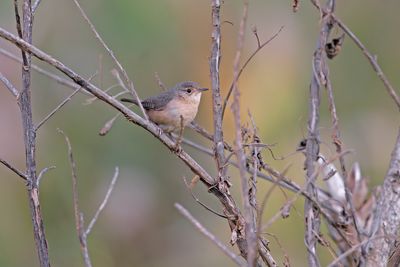 House Wren - Troglodytes aedon