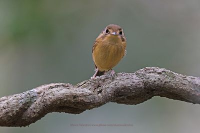 White-throated Spadebill - Platyrinchus mystaceus