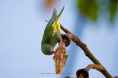 White-winged Parakeet - Brotogeris versicolurus
