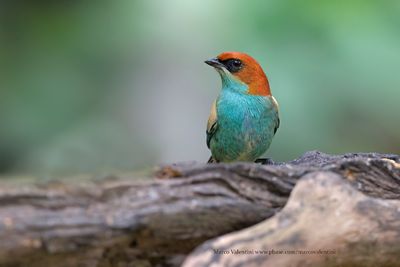 Black-backed Tanager - Stilpnia peruviana
