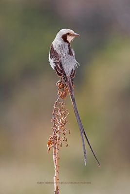 Streamer-tailed Tyrant - Gubernetes yetapa