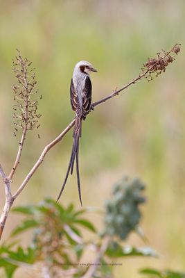 Streamer-tailed Tyrant - Gubernetes yetapa