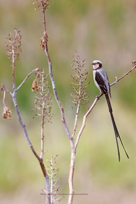 Streamer-tailed Tyrant - Gubernetes yetapa