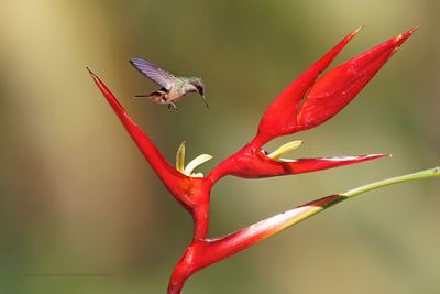 Festive Coquette - Lophornis chalybeus