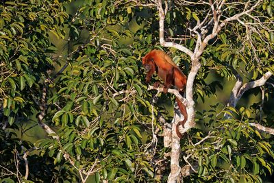 Guianan Red Howler Monkey - Alouatta macconnelli