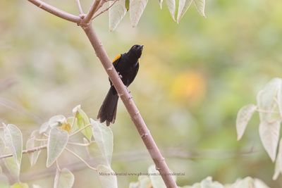 Epaulet oriole - Icterus cayanensis