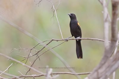 Epaulet oriole - Icterus cayanensis