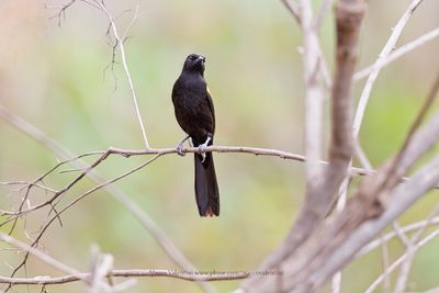 Epaulet oriole - Icterus cayanensis