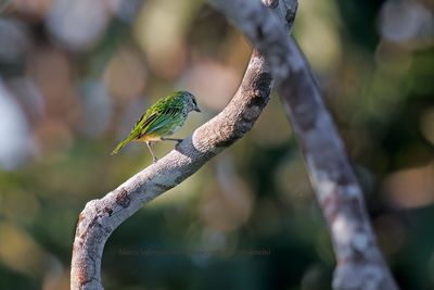 Spotted Tanager - Ixothraupis punctata