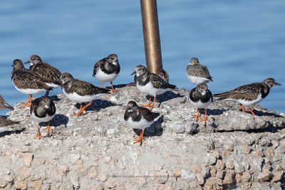 Turnstone - Arenaria interpres